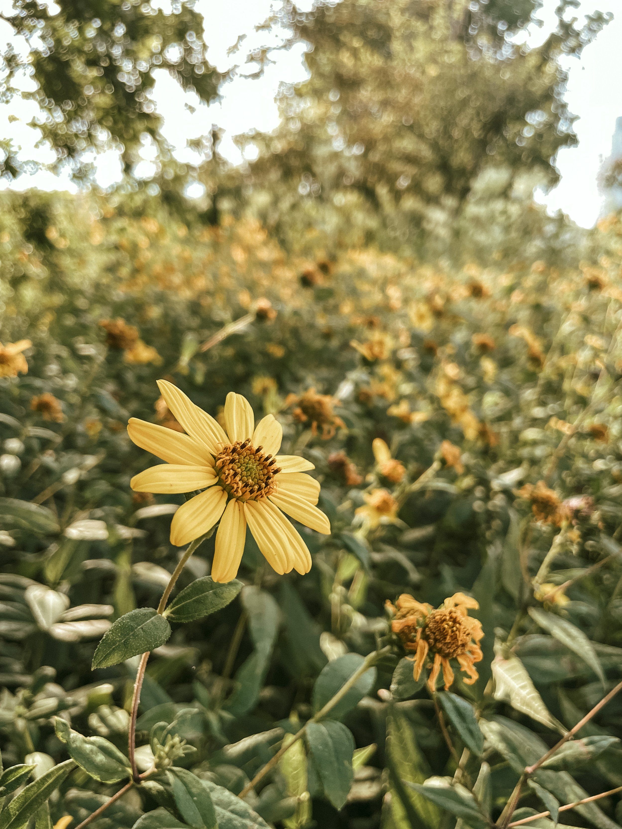 Solstice in Bloom - Forest Bathing + Watercolor Meditation 6.21
