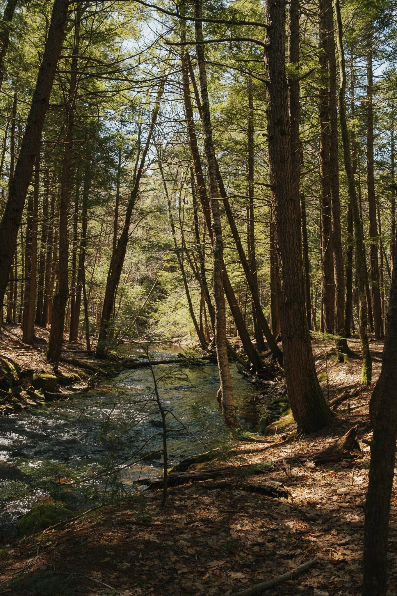 Flow with the Forest
