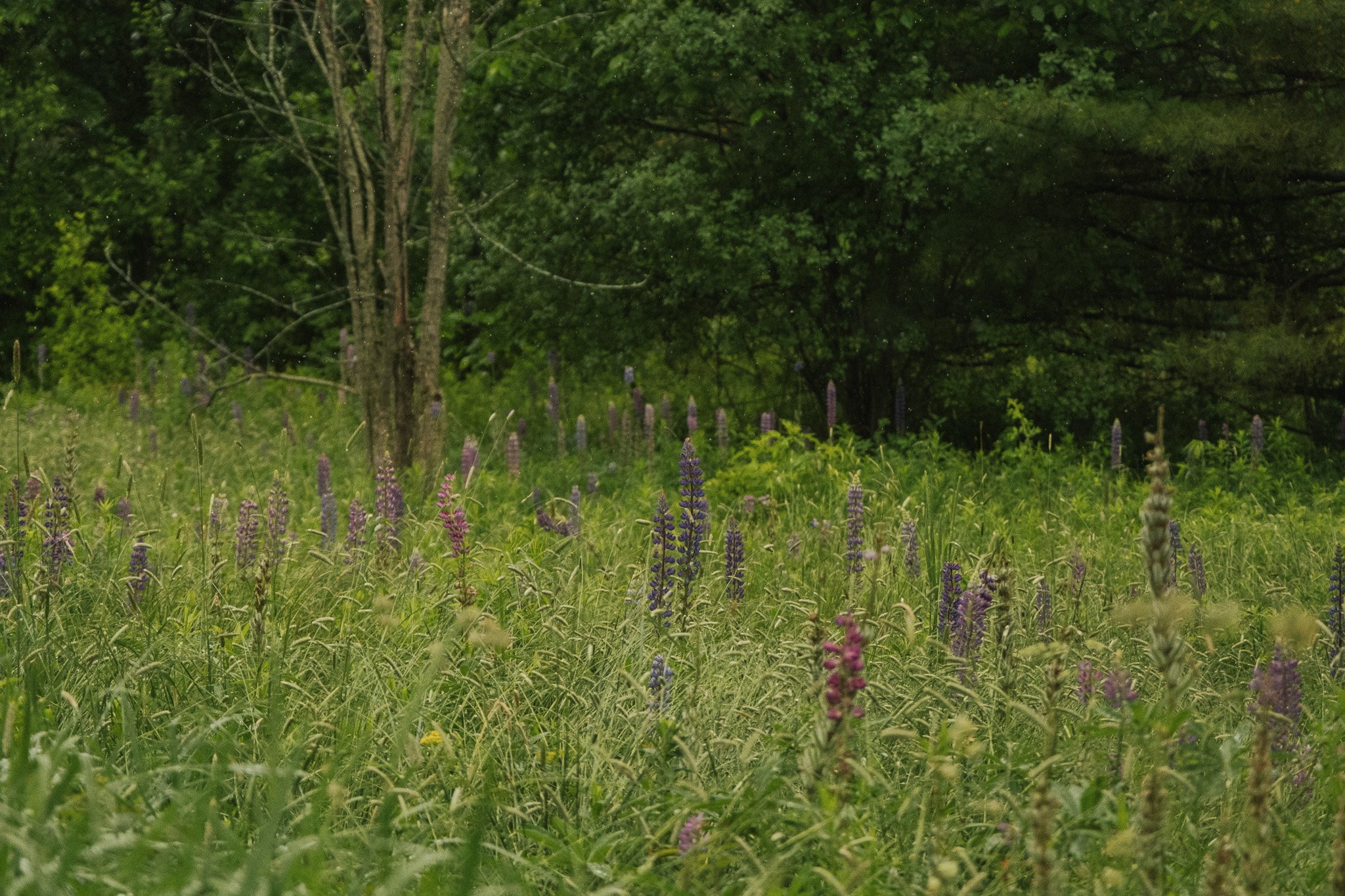 Forest Bathing with Falmouth Land Trust