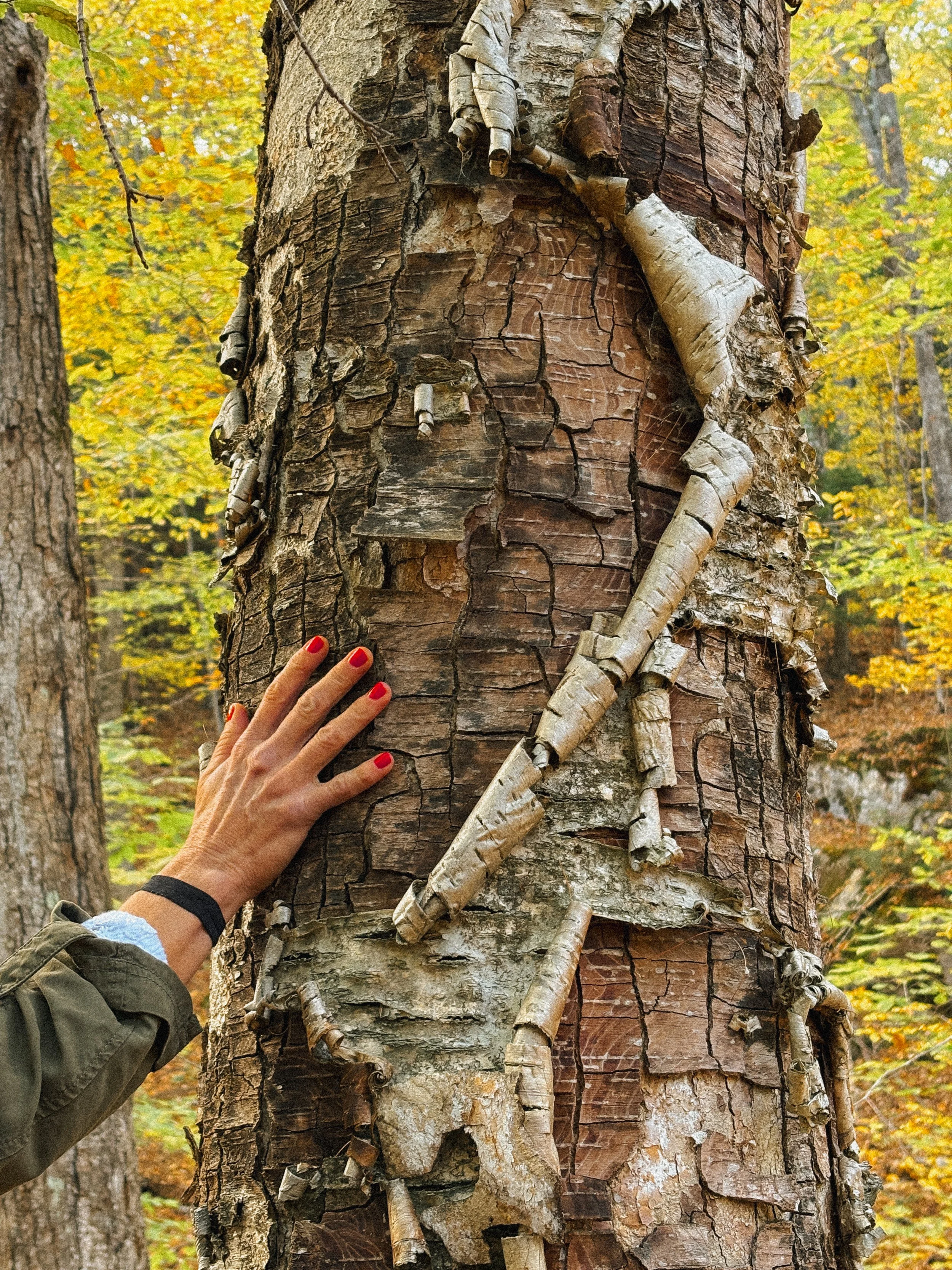 A person's hand touching a tree trunk with peeling bark in a forest during autumn.