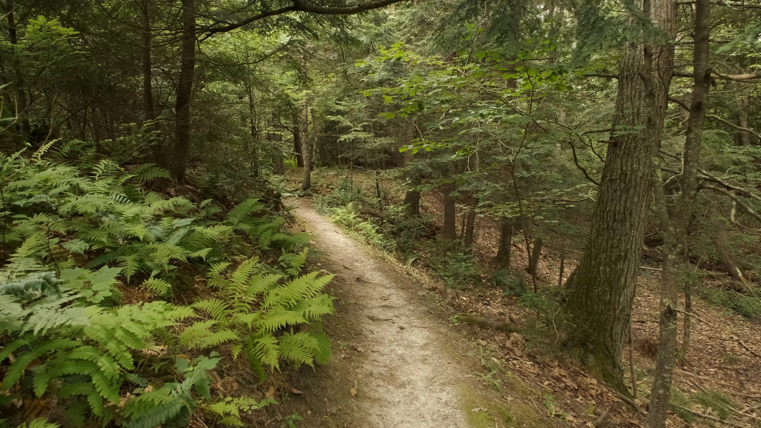 Flow with the Forest