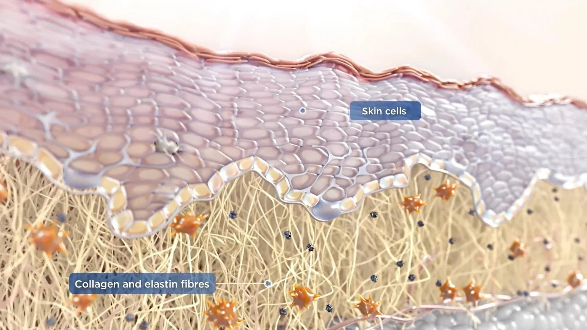 Collagen Isn't the Whole Story: Why Collagen and Elastin Are the Foundation of Healthy, Youthful Skin