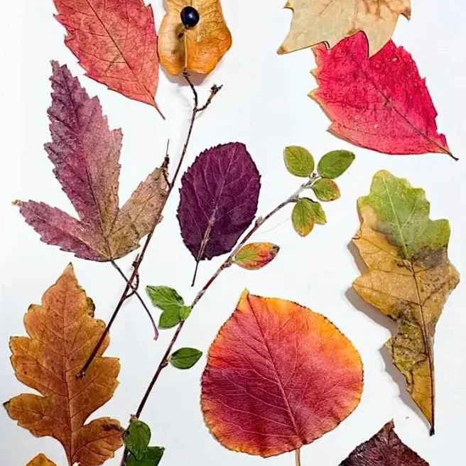 image-1.jpg