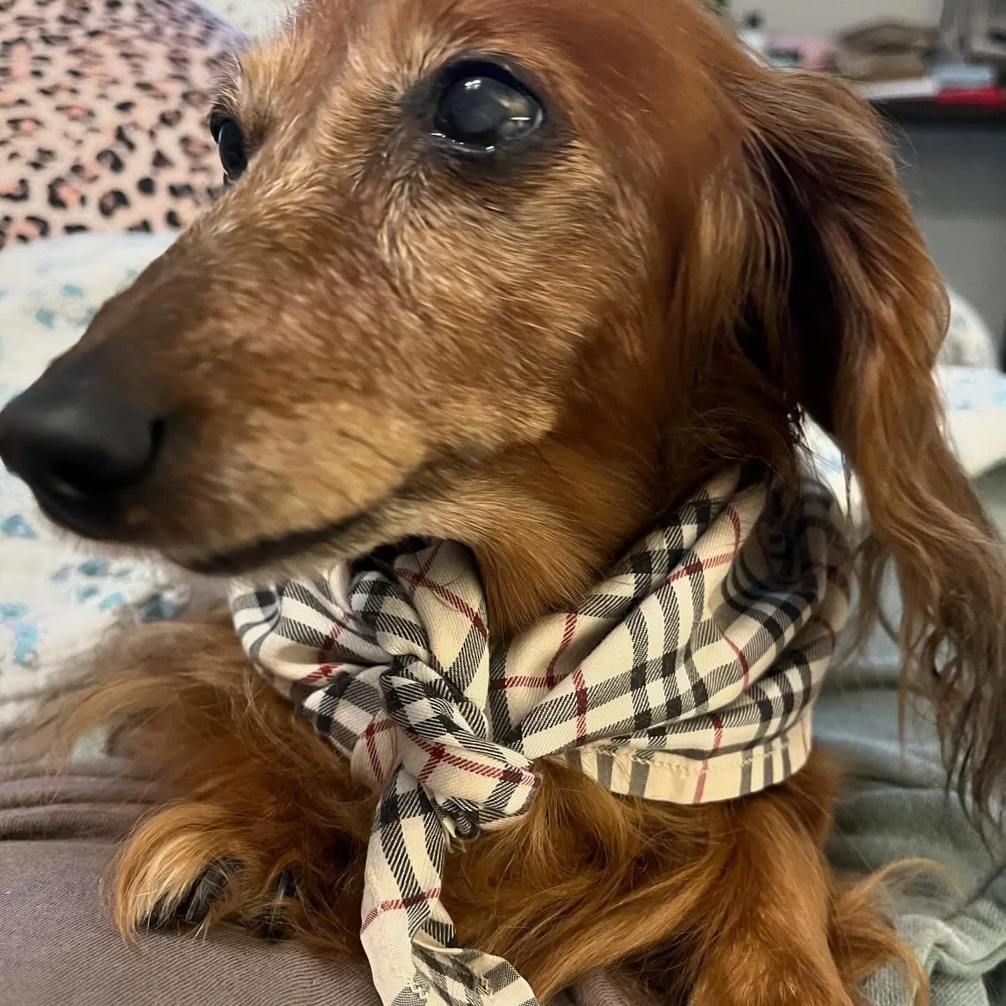 The poshest schnitzel in all the land. 

#dachshund #doxie #dogsofinstagram #burberry