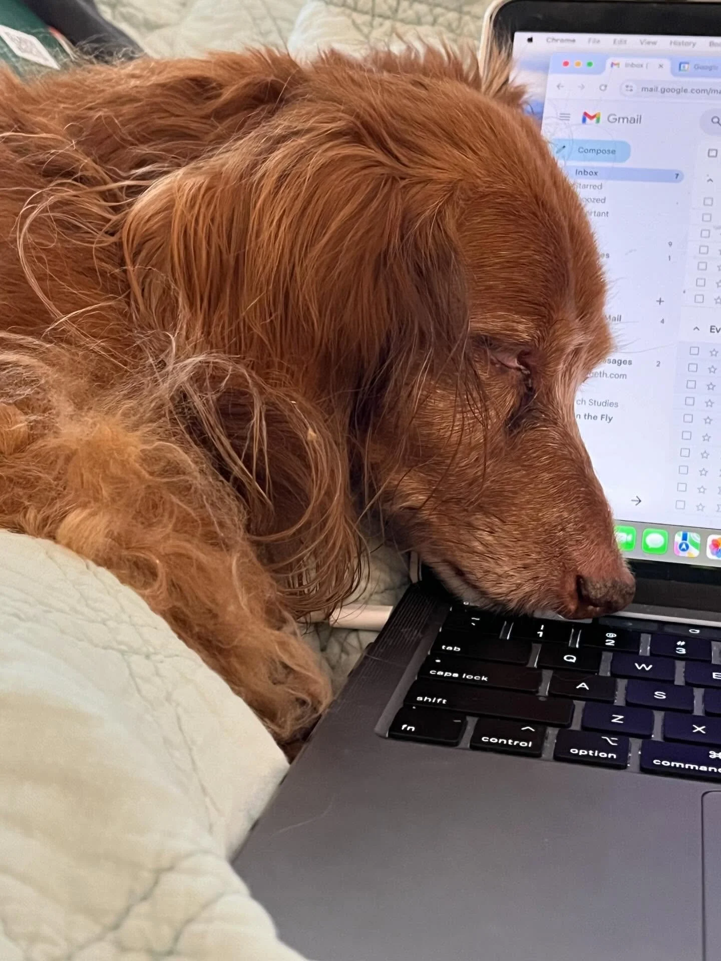 Behind every small business is a very hardworking assistant.
Fonz insists on reviewing every email, supervising every plan, and occasionally falling asleep on the keyboard while we prepare something exciting for you.
Something big is coming soon&hell