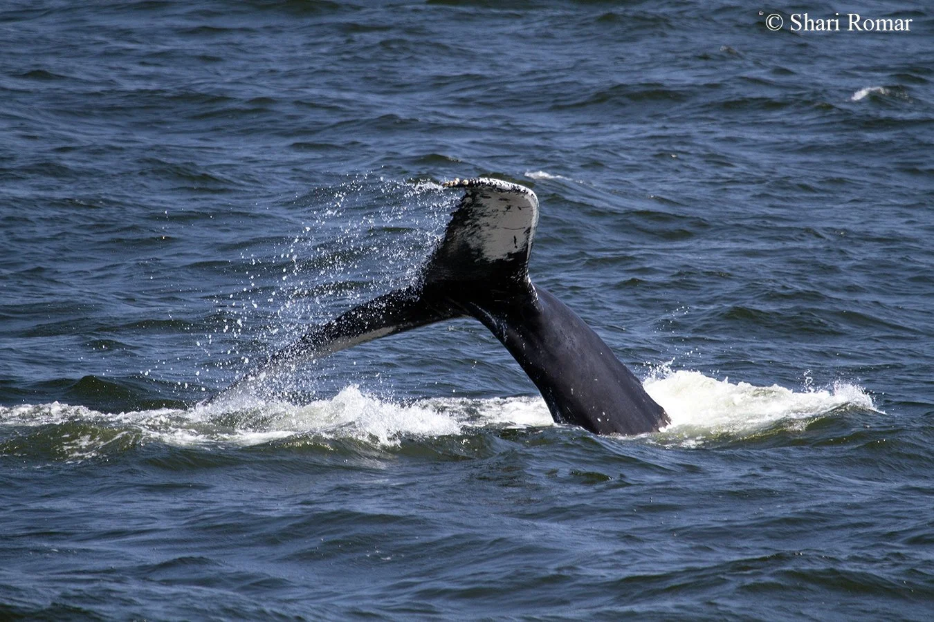 Episode 7 - whale watching aboard the American Princess