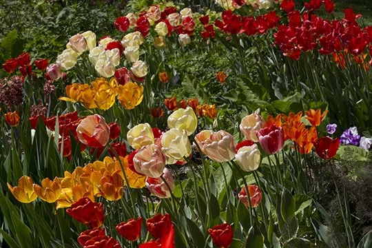Episode 5 - Tulips at the Queens Farm and National Gardening Day