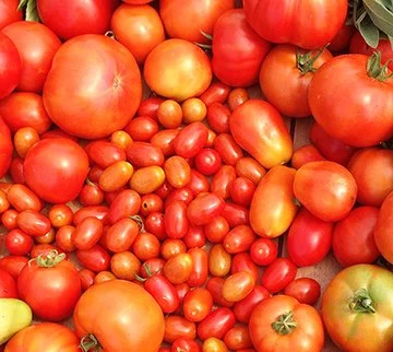 Episode 6 - Cunningham Park farmer’s market and City Nature Challenge weekend