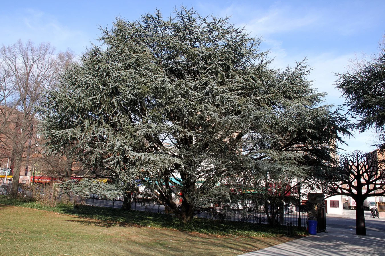 Episode 31 — Great Trees of NYC