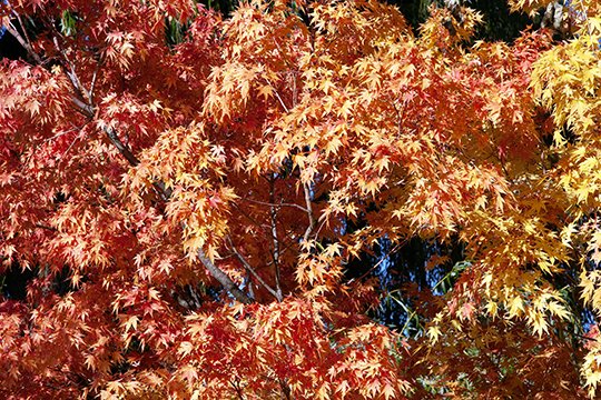 Episode 70 - Fall Foliage with Dr. Andrew Greller episode artwork