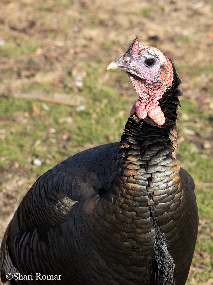 Episode 73 - Talking Turkey