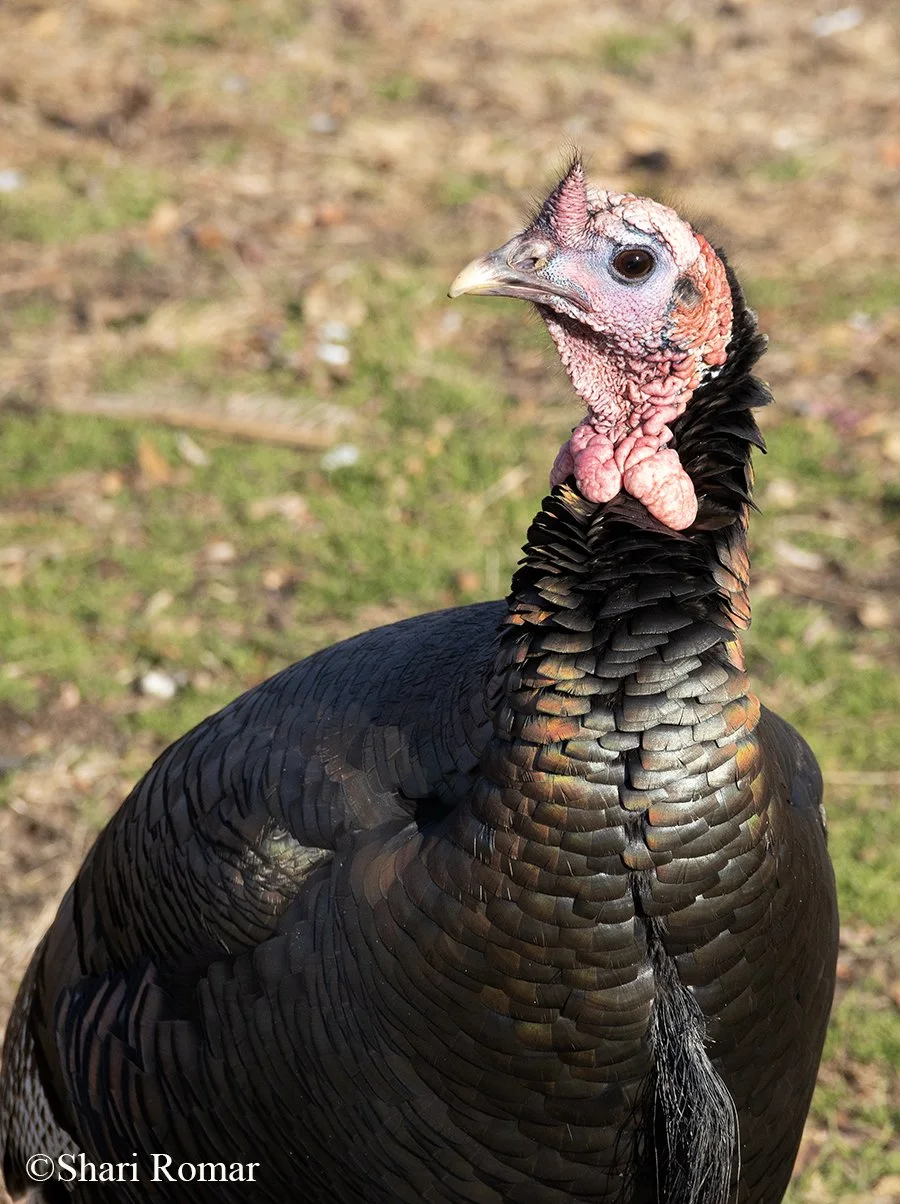 Episode 73 - Talking Turkey episode artwork