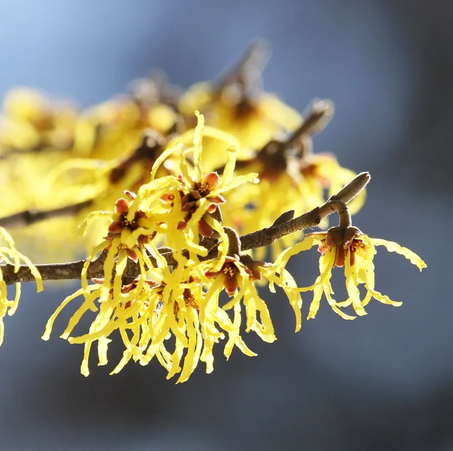 Episode 78 - Early Signs of Spring