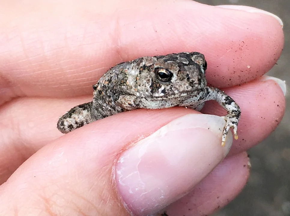 Episode 79 - Species Deep Dive: Spring Peepers