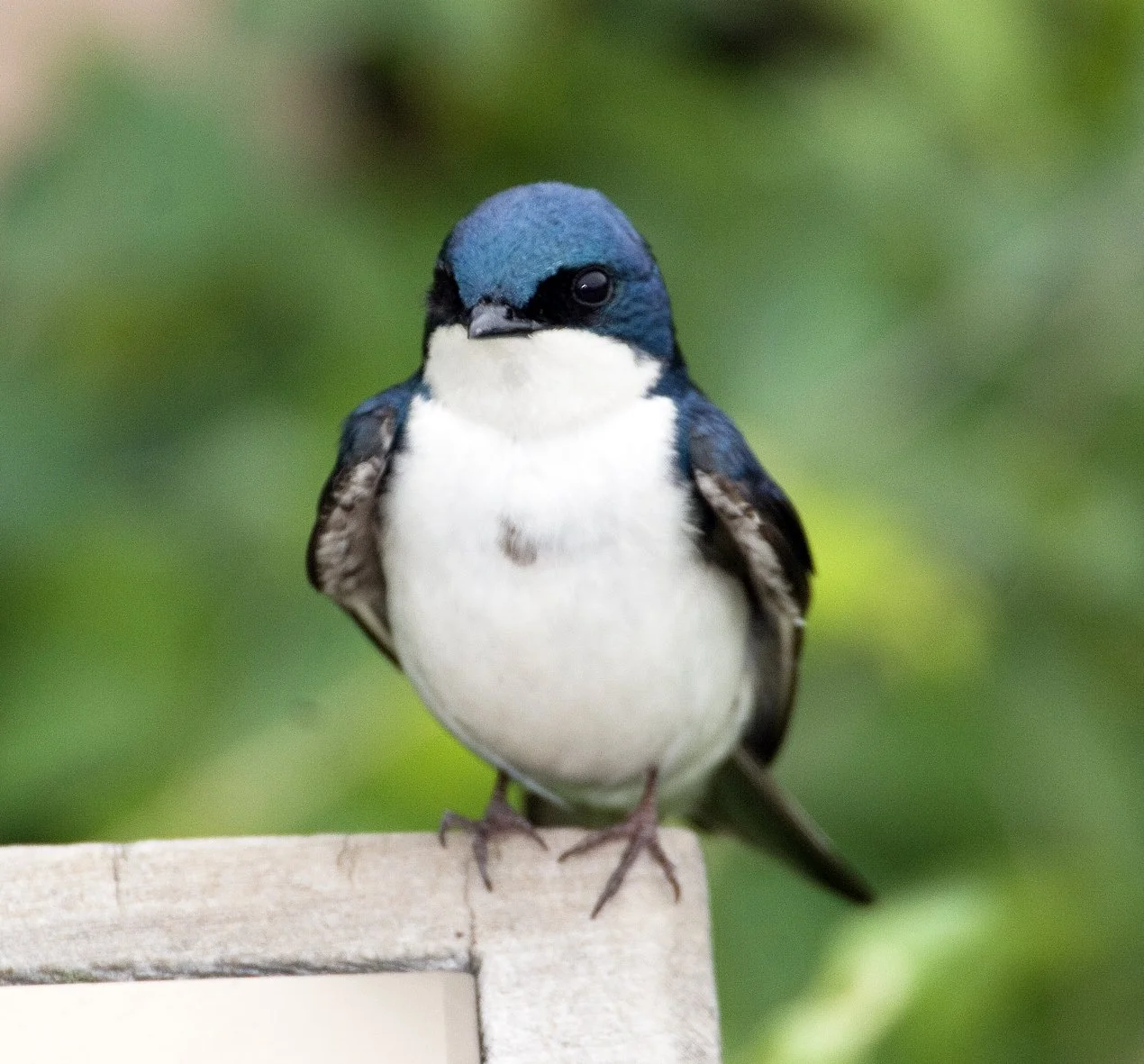 Episode 80 - Species Deep Dive: Tree Swallows episode artwork