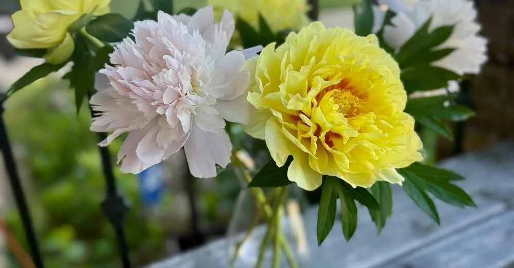 Episode 90 - Meet Local Flower Farmer, Ian, of Frolic &amp; Flora