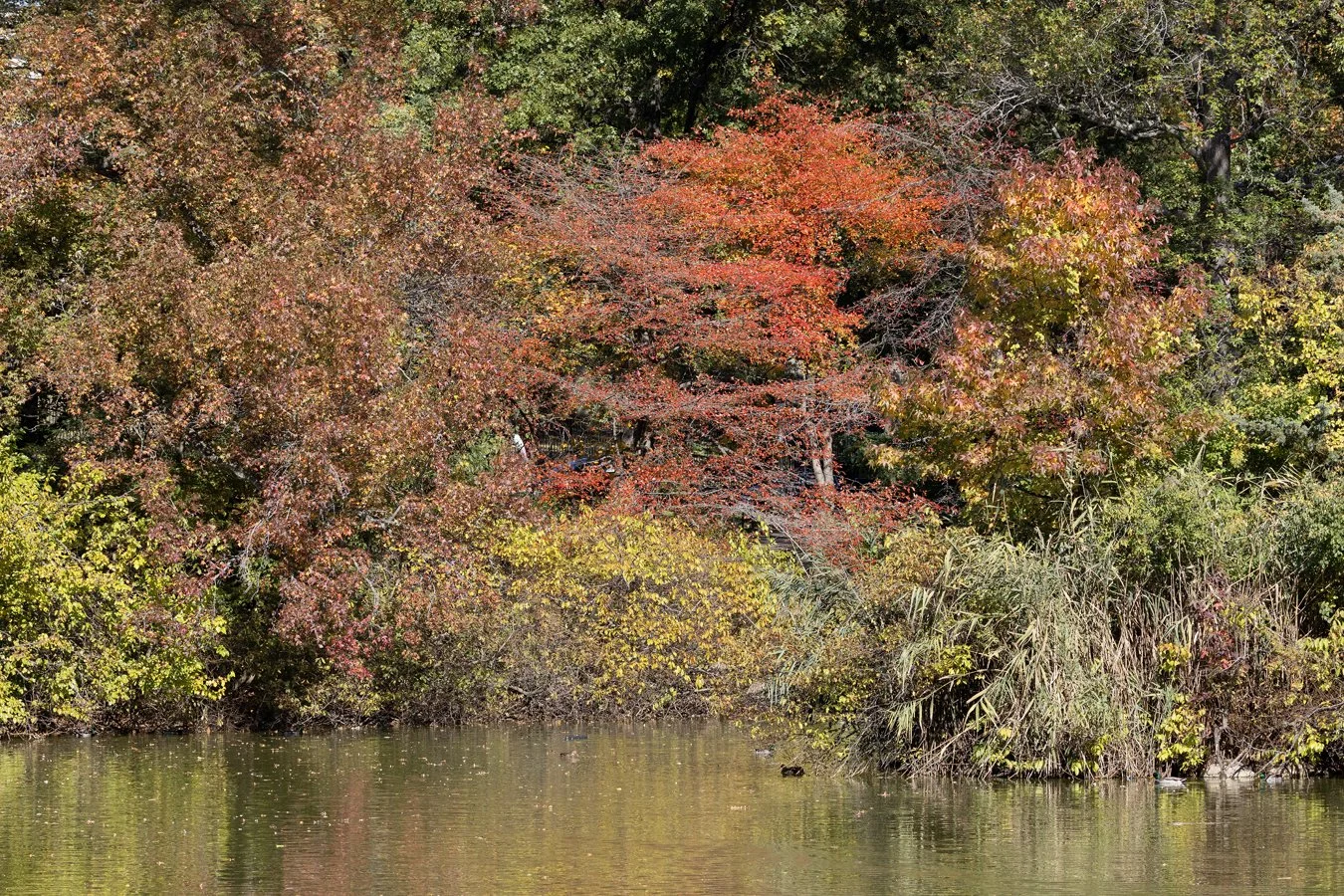 Episode 92 - Queens Leaf Peeping Season is Here!