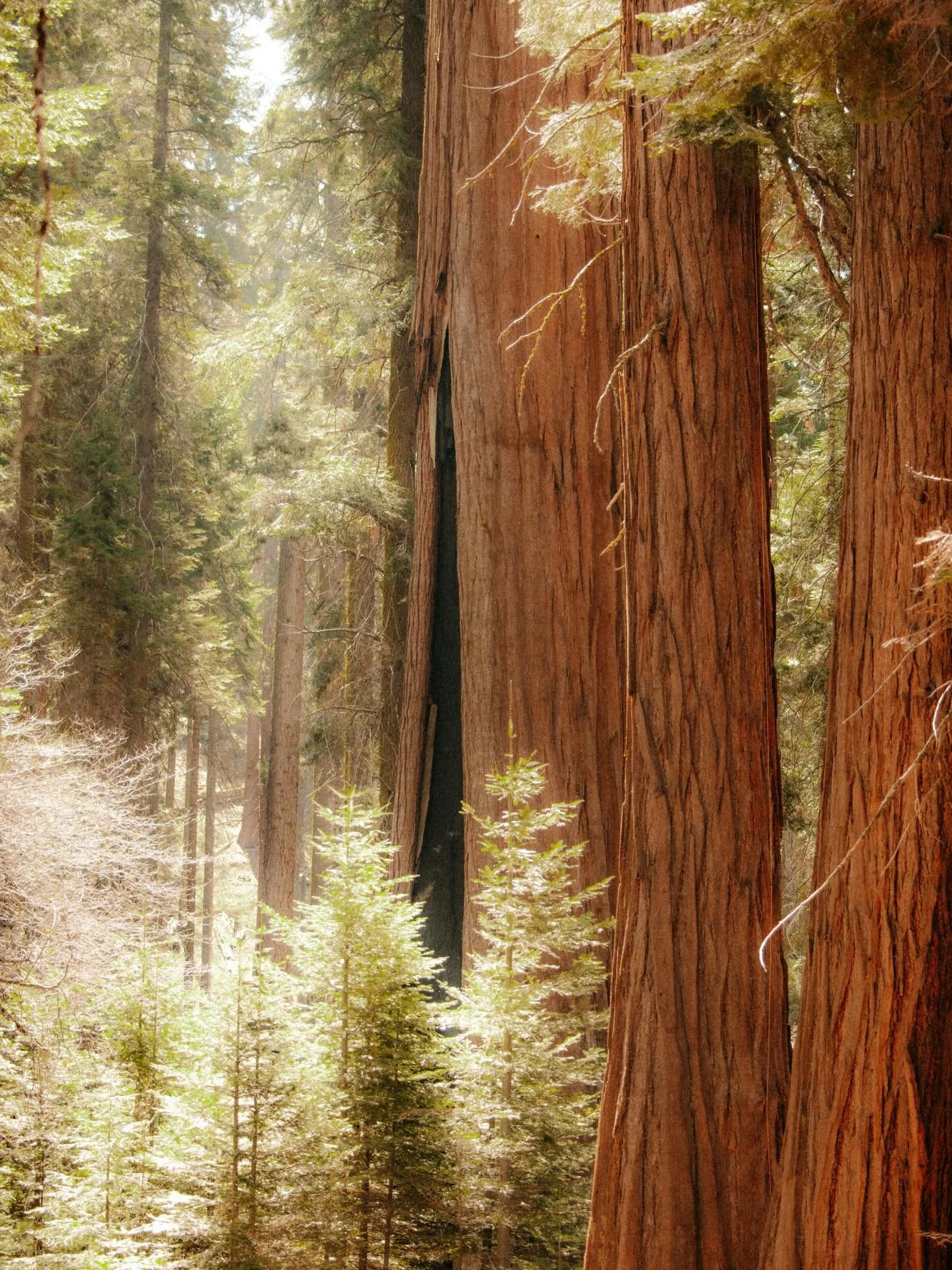 Giant sequoias can live for over 3,000 years. Entire civilizations have come and gone while these trees kept growing. And we&rsquo;re here for just a moment in history, causing irreversible damage to the environment, fighting for land like the world 