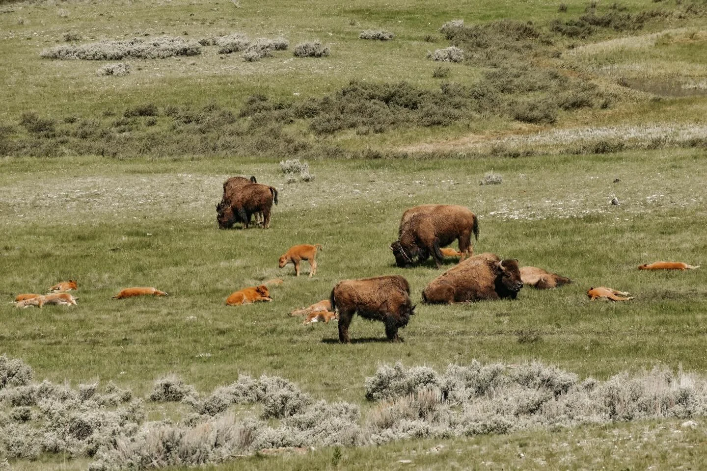 Spring in Yellowstone 🦬
