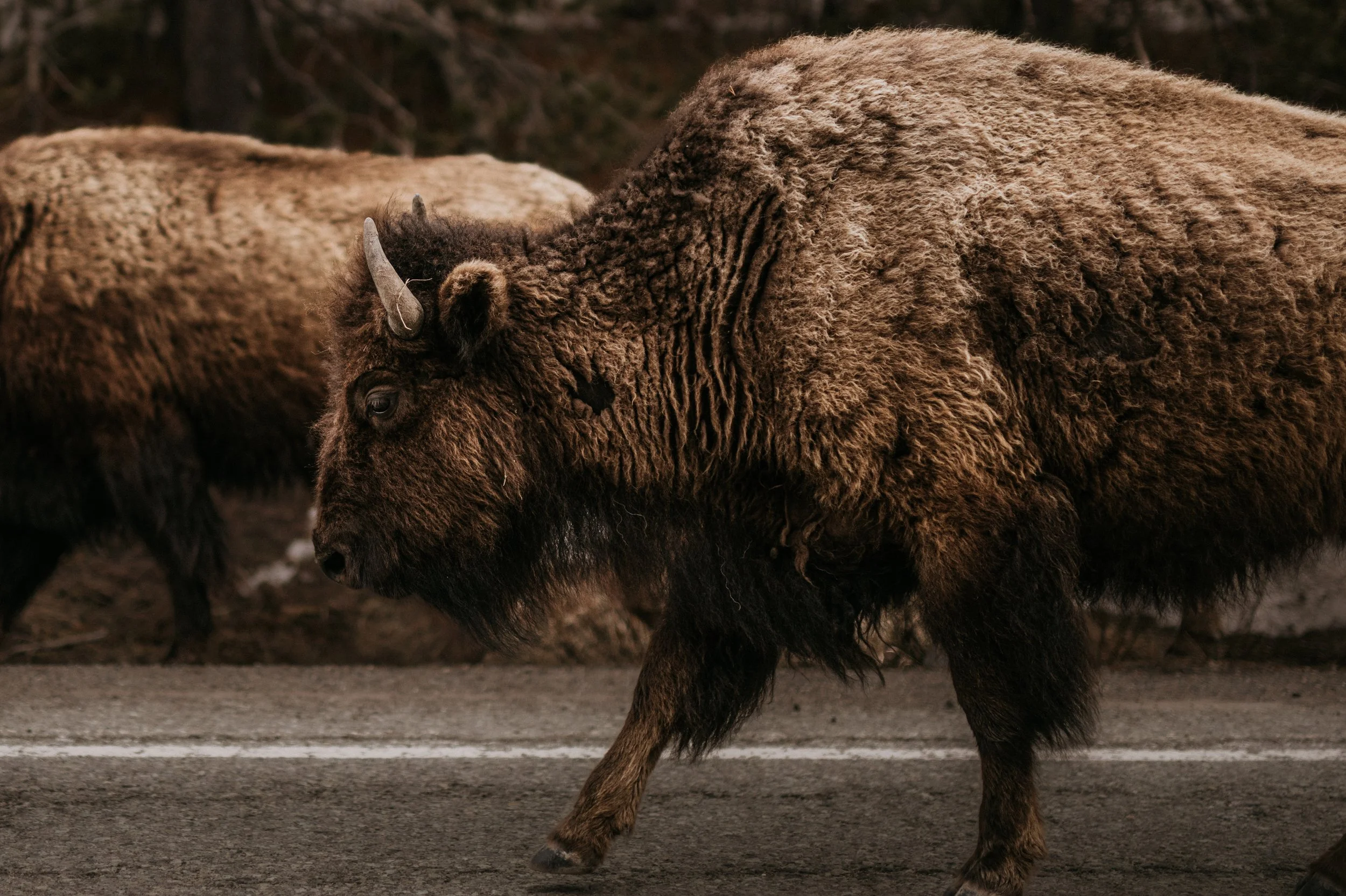 Bison Belong on the Prairie: Why Montana’s Bison Fight Matters