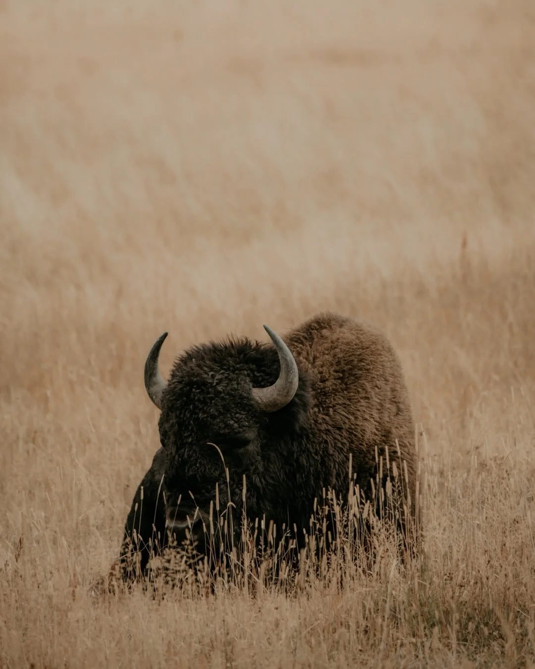 It&rsquo;s no secret that I love bison, so the news of their removal from Montana is pretty hard to digest. To be more specific as to what&rsquo;s going on, the Trump administration is removing American Prairie&rsquo;s conservation bison from certain