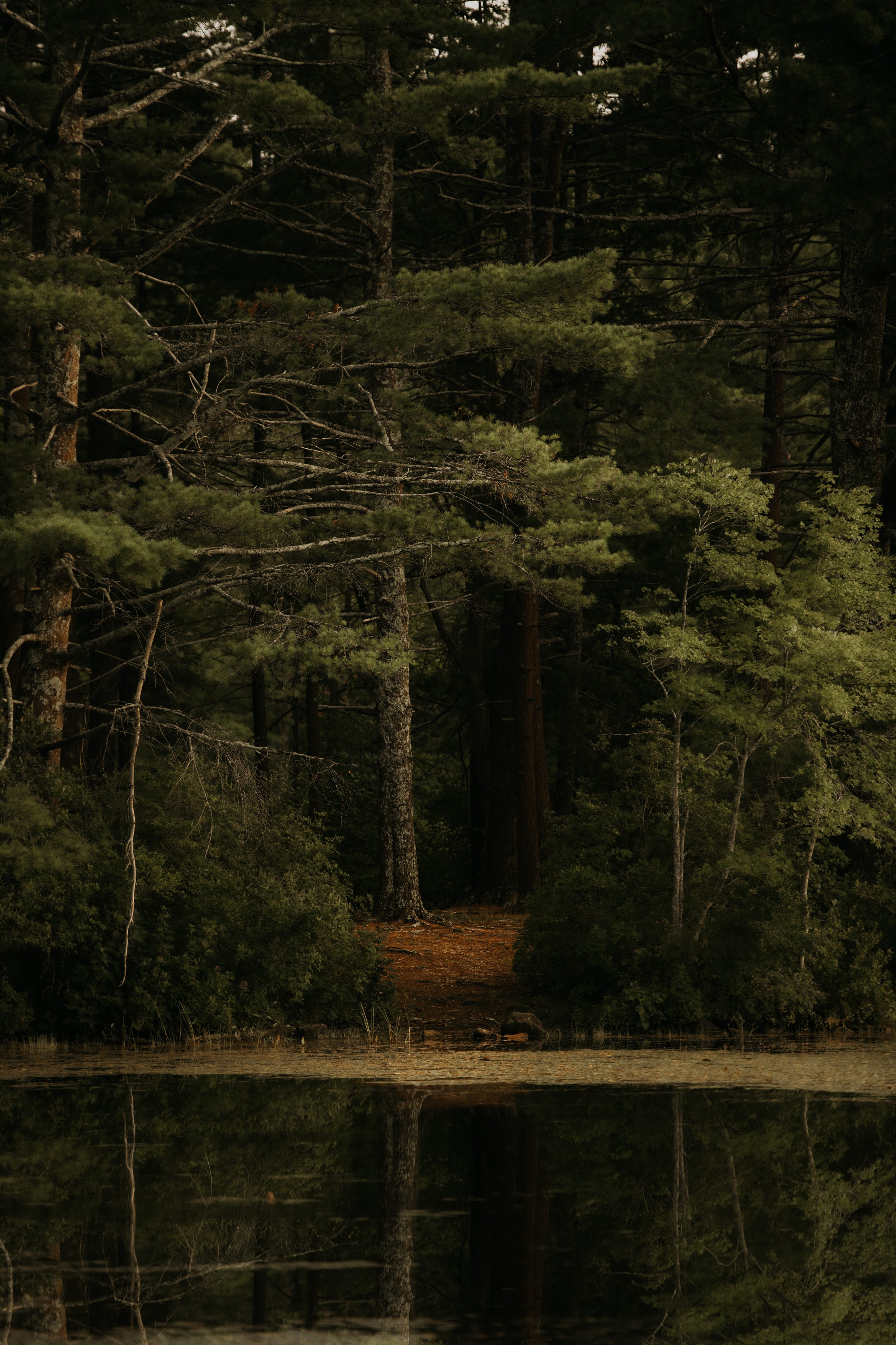 Rhode Island Forests.jpg