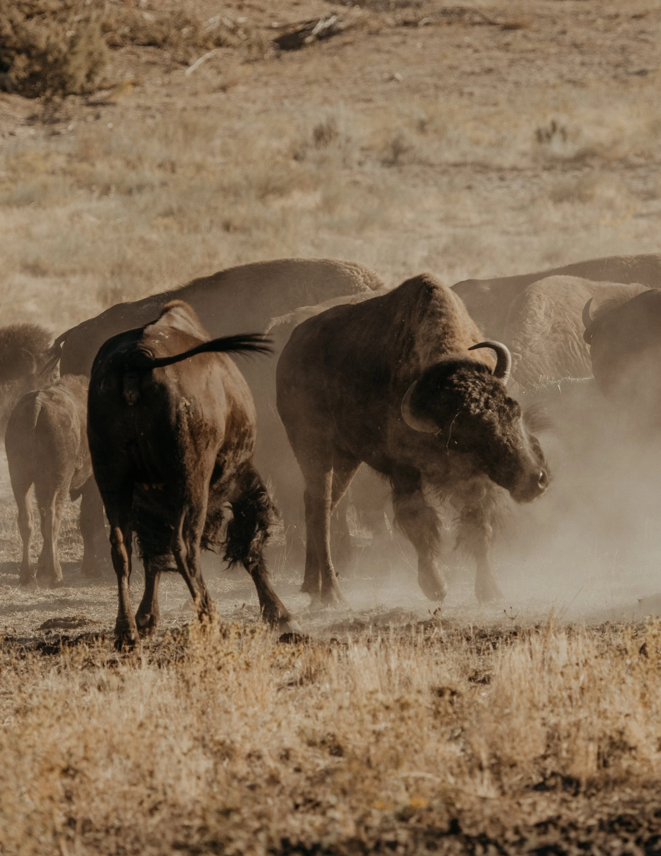 Don't Fight With Bison.jpg