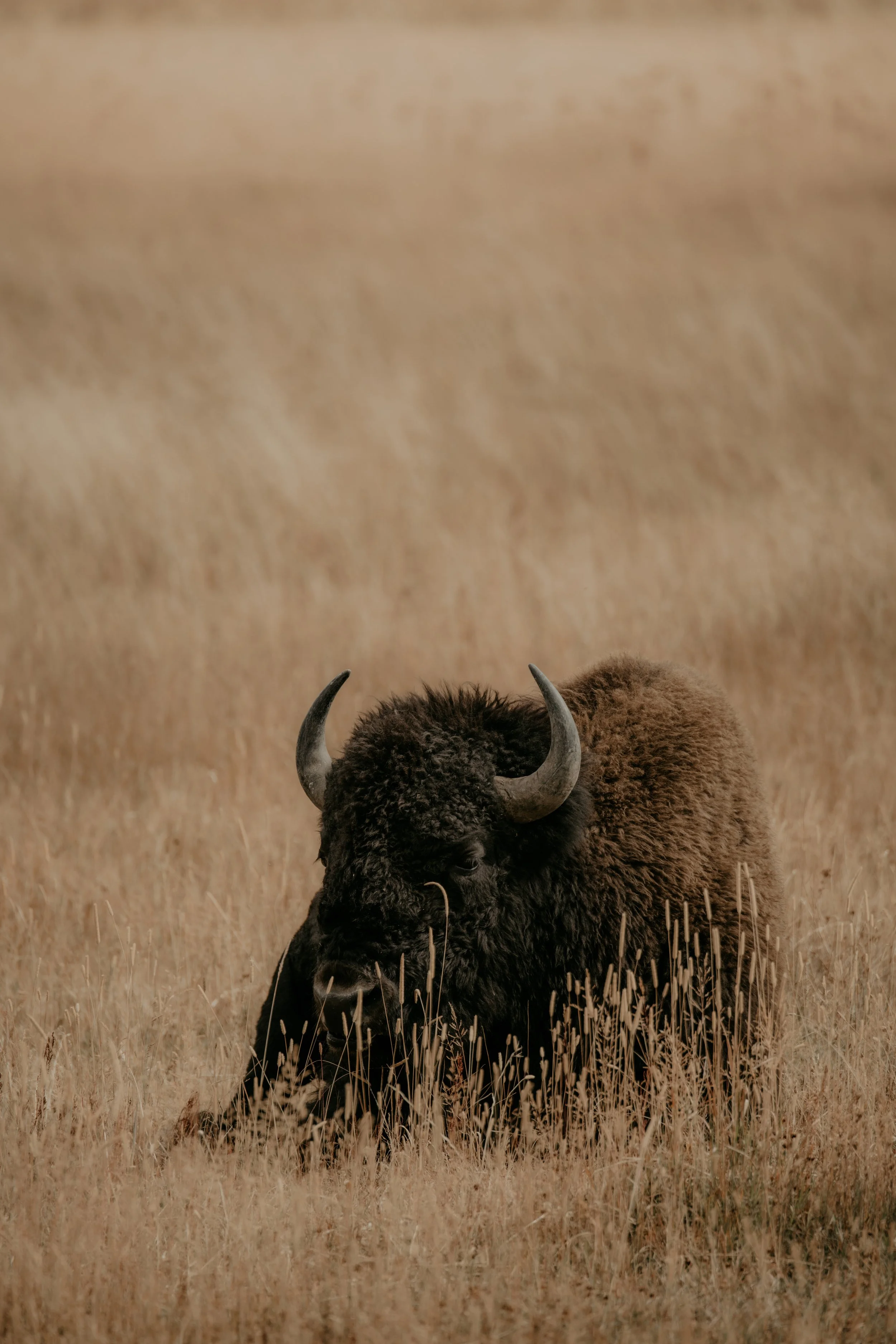 Resting Bison.jpg