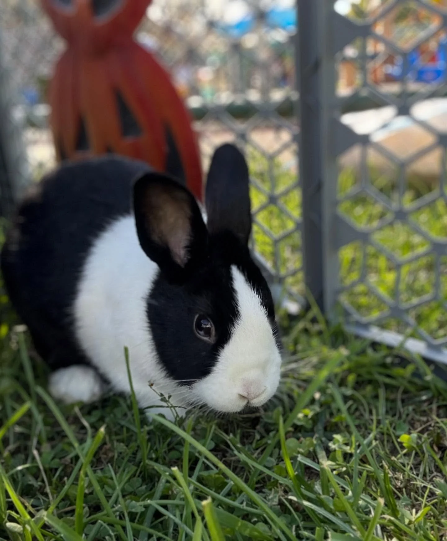 Oreo Cookie and Clover are loving the attention so far this fall! Book now to pet some of our cute baby animals and get the chance to meet Clover, Oreo Cookie, Snowball, Hoppy, or Frapp&eacute;!
