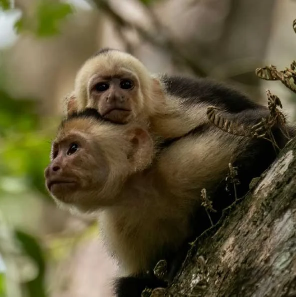 Pasos de fauna como infraestructura en el marco jurídico-ambiental.
