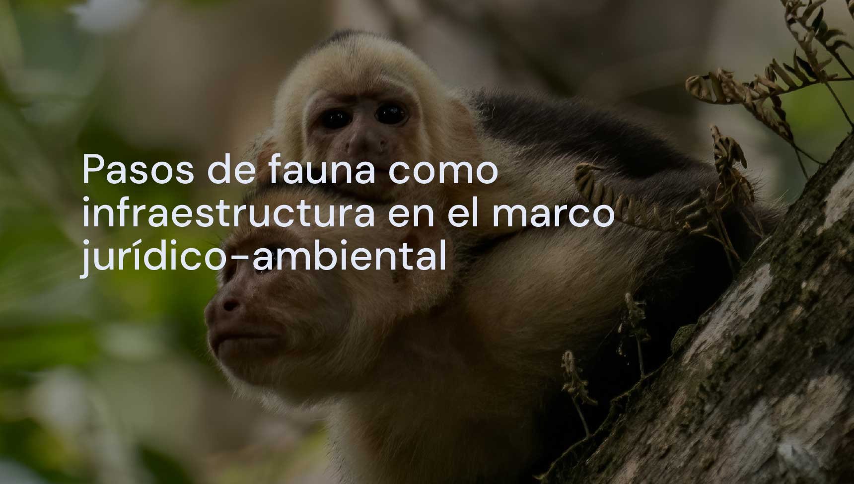 Pasos de fauna como infraestructura en el marco jurídico-ambiental.