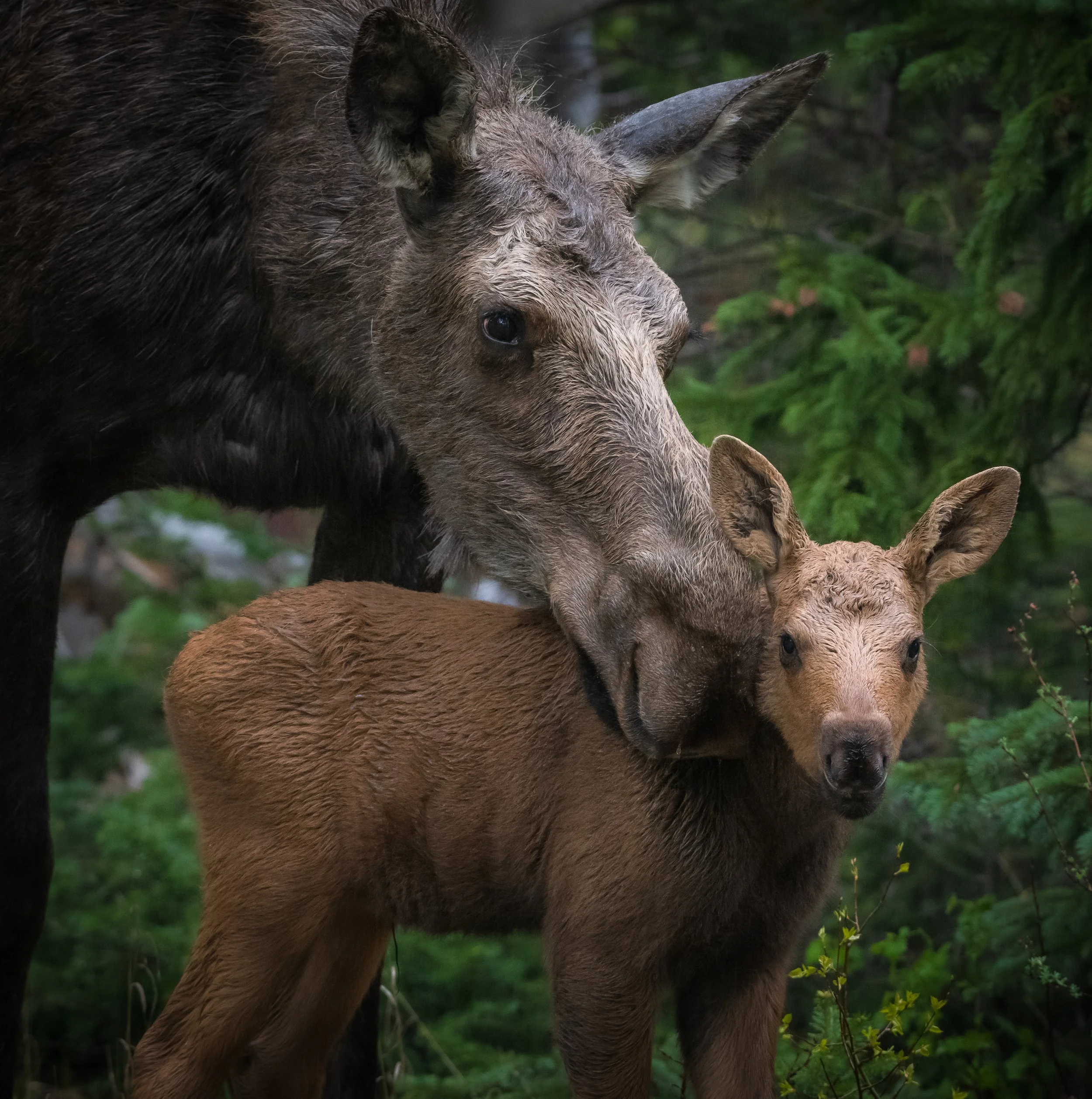 First Friday Art Walk, Lane Arts Council, Gary Kochel, Art Show Eugene