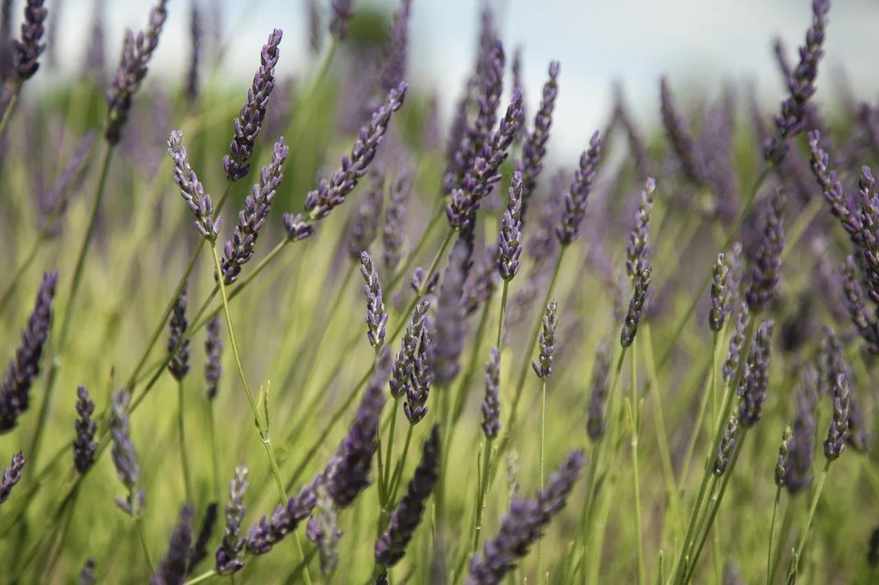 DTS_Life_In_Lilac_by_Martin_Boerr_12.jpg