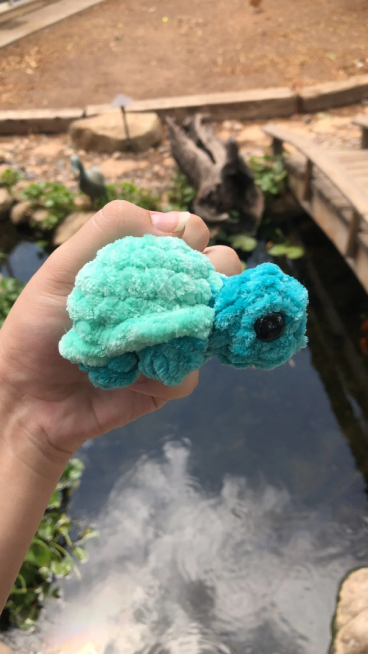 Baby Shell Turtle