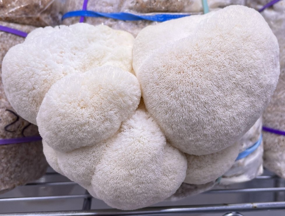 Lion's Mane Block.jpg
