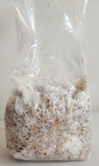 Grain spawn 2.jpg