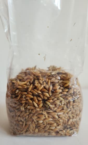 Sterilized Grain 2.jpg