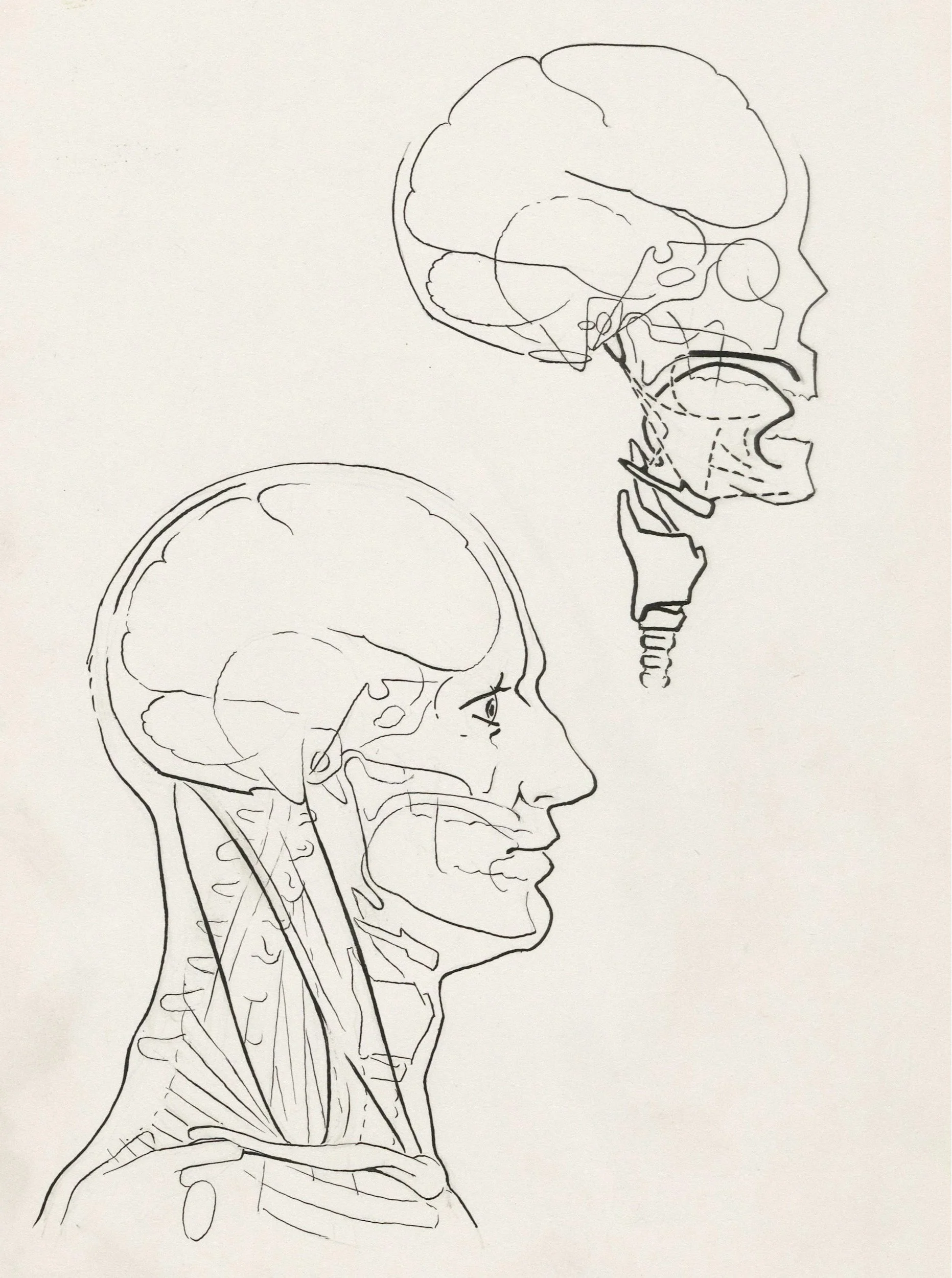 Line drawing of a side view of a human skull and neck, with detailed internal structures like brain, nasal cavity, and spinal cord.