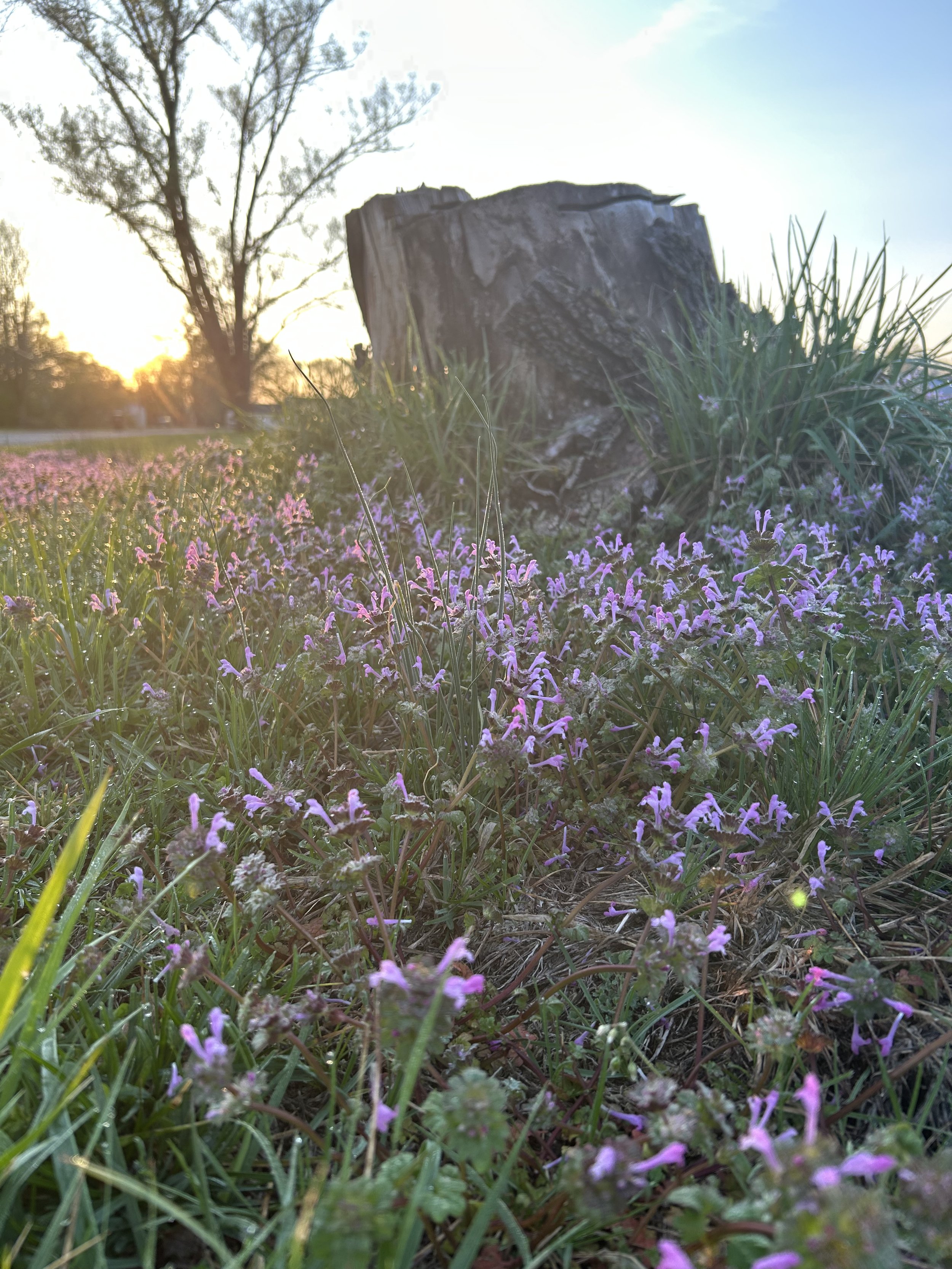 Henbit & the Stump.jpg