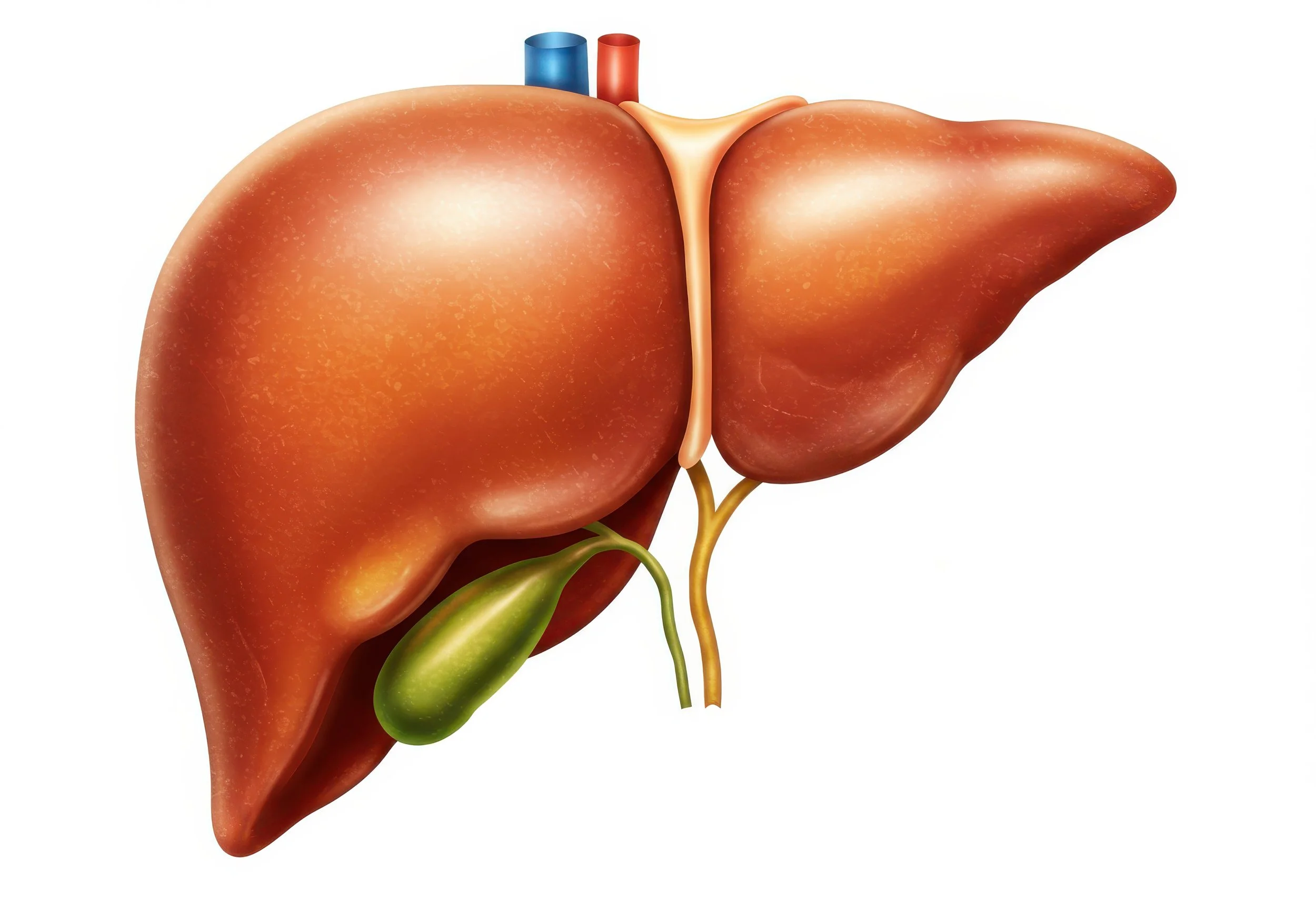 Why Your Gallbladder Matters for Detoxification and Fertility