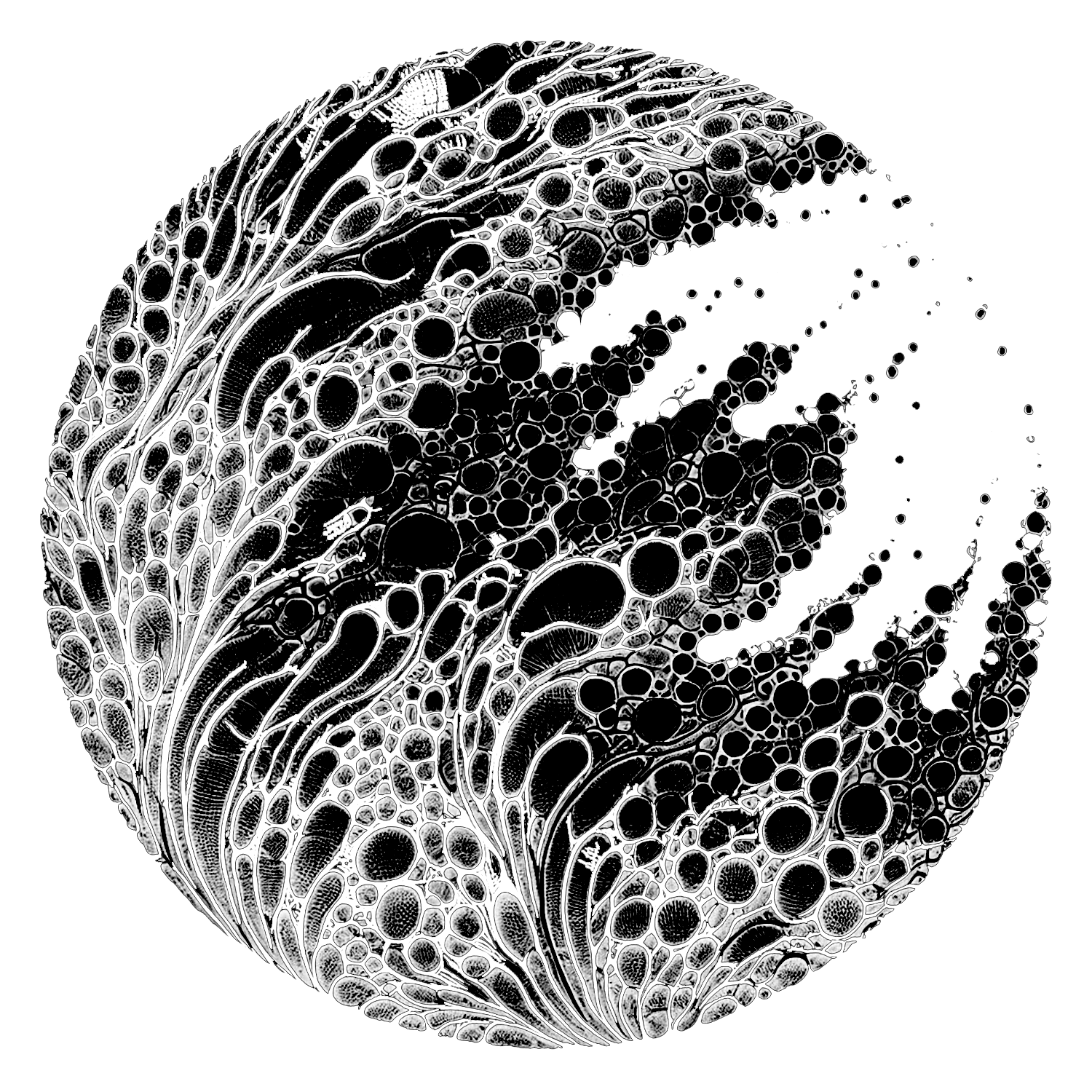hvnt product image.png