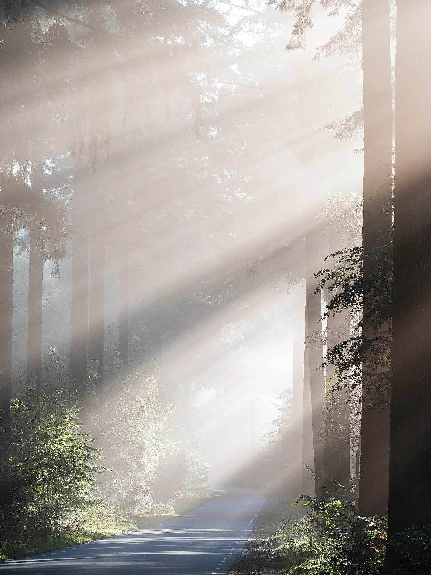A Road Reimagined
🇳🇱 Het lage zonlicht valt in strakke banen door de nevel en geeft de bekende weg telkens een nieuw karakter. Met elke seconde van de ochtend verandert het beeld opnieuw.
&mdash;&mdash;&mdash;&mdash;&mdash;&mdash;&mdash;&mdash;&mda