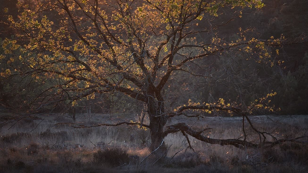 Afgelopen weekend testte ik mijn nieuwe lens: de Nikon Z 28-400. De grote range levert iets in op beeldkwaliteit ten opzichte van de S-lijn, maar voor lange hikes en veel hoogtemeters is het een fijne afweging. Samen met een groothoeklens ben ik klaa