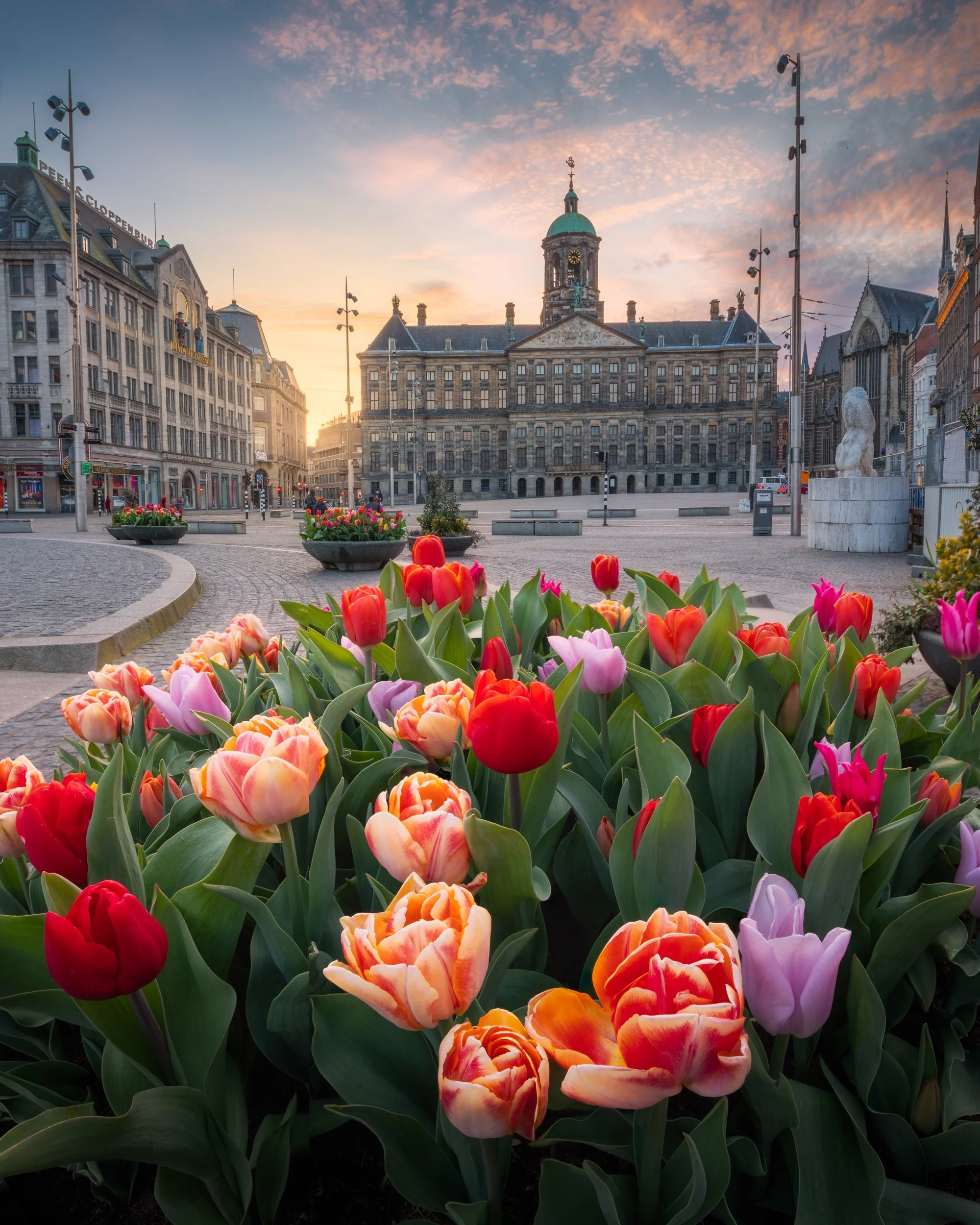 tulpen ams-bewerkt-1.jpg