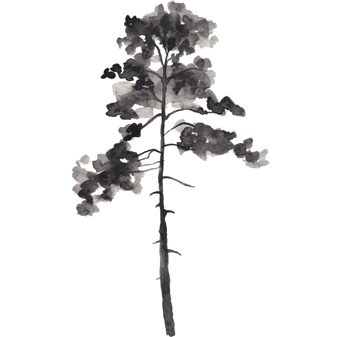 a watercolor shadow tree