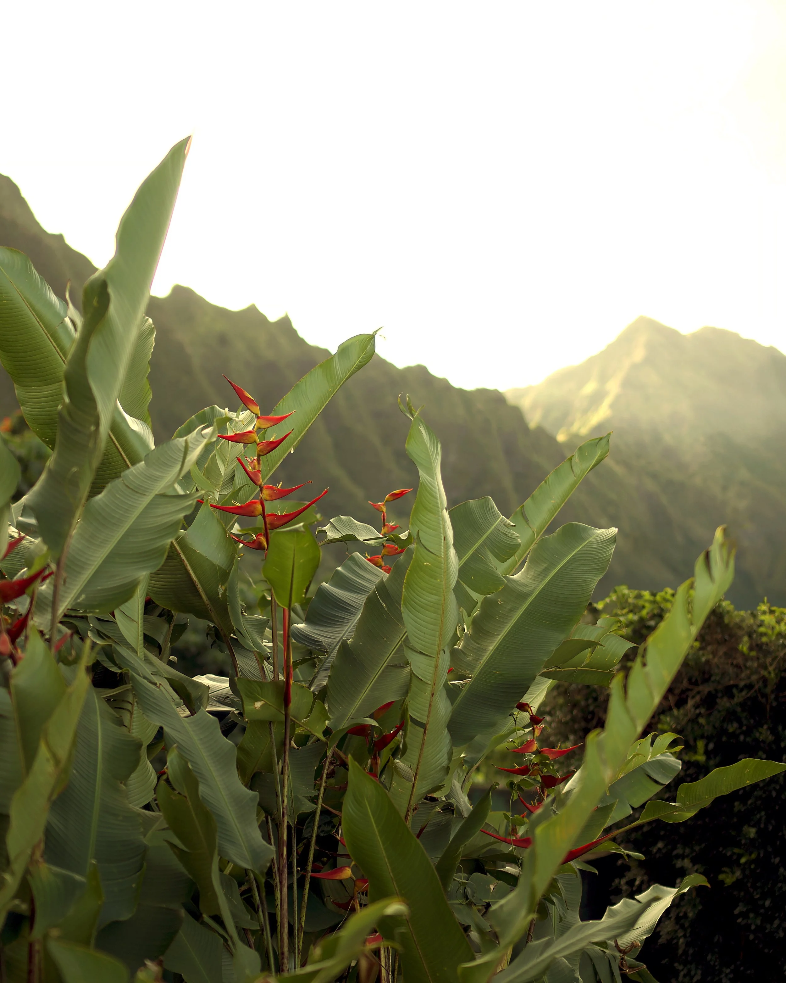 koolau8x10.jpg
