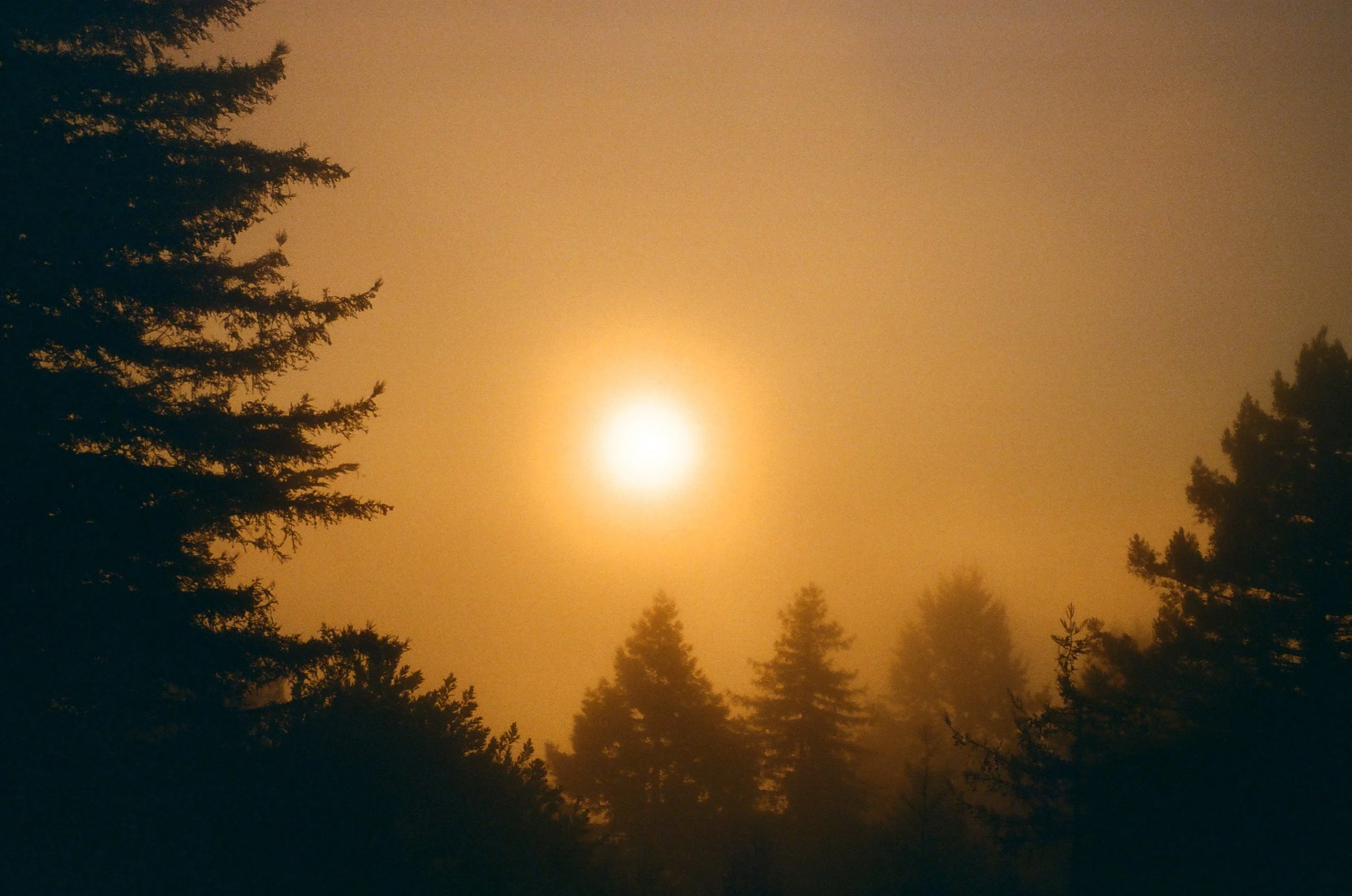 Nighttime scene with trees silhouetted against a glowing yellow-orange sky and a bright full moon.