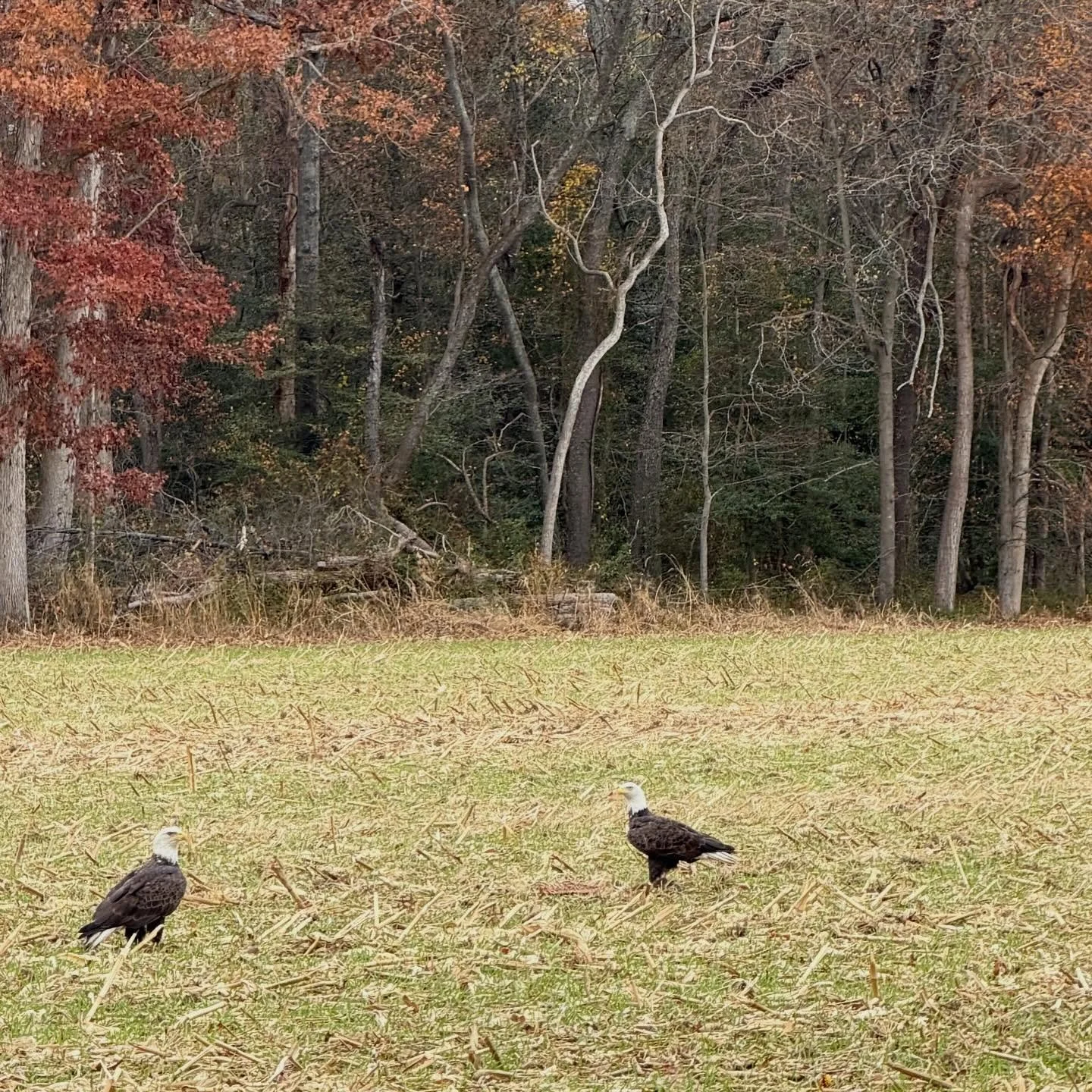 Spotted two bald eagles today in the middle of nowhere on the way to get lunch with @amandameltz between soccer games. A sign? I think so 😉 

&ldquo;Two eagles together often symbolizes a powerful connection, unity, partnership, or a significant upc
