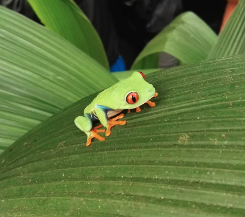 Local Wildlife
