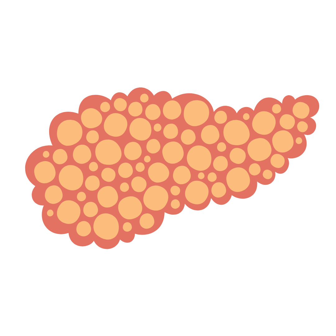 Digestive Enzymes
